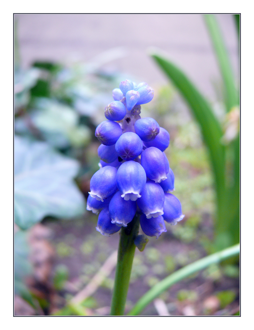 Die Blaue Glocken Foto & Bild | pflanzen, pilze & flechten, blüten