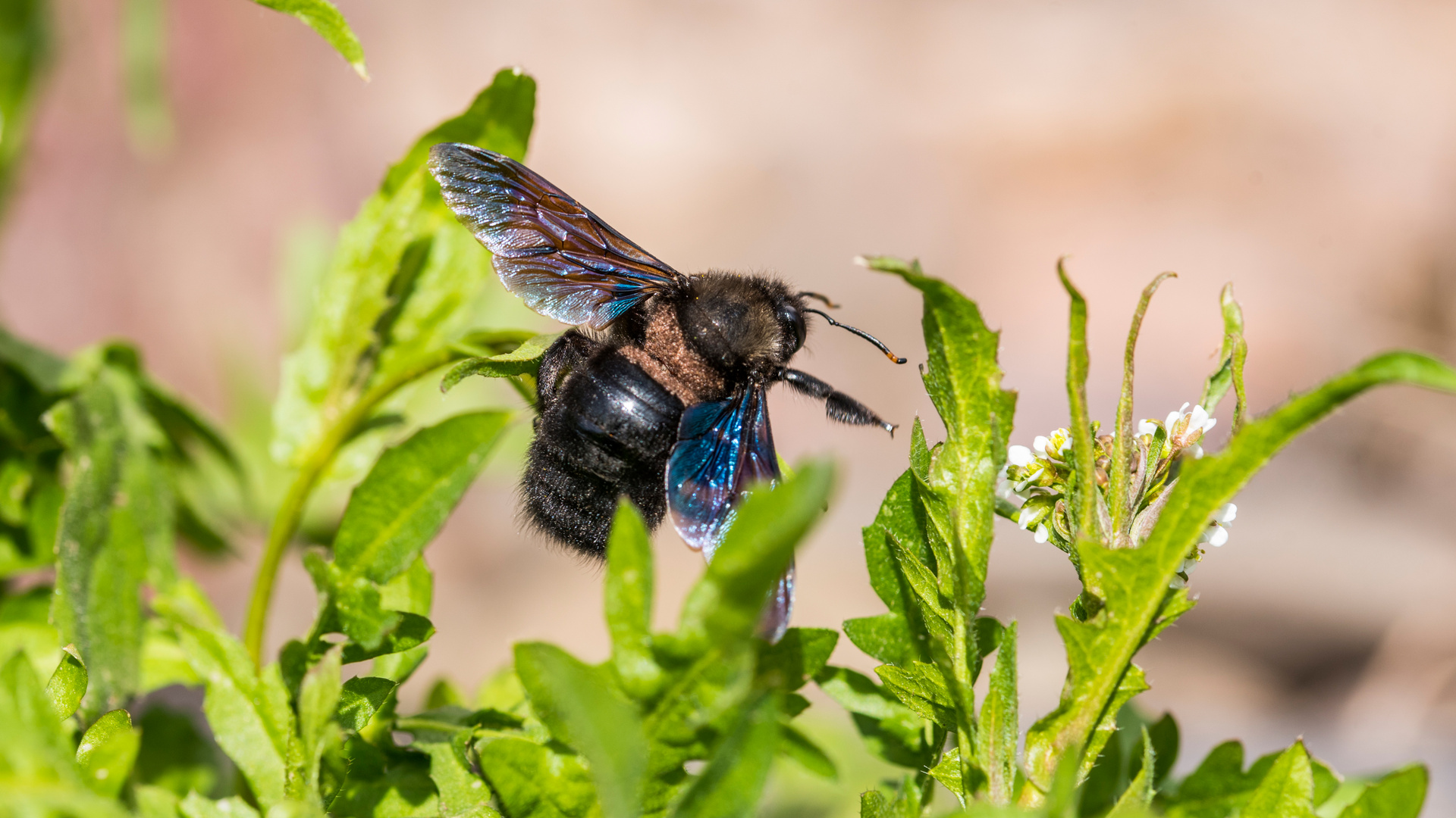 Die Blaue Holzbiene