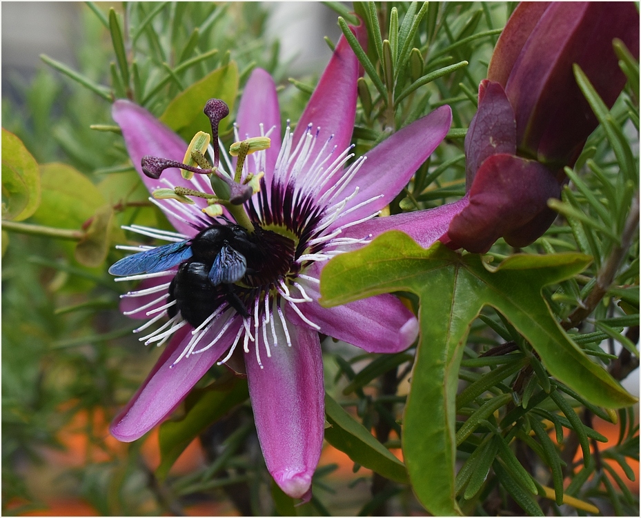 Die Blaue Holzbiene