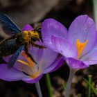 Die blaue Holzbiene