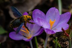 Die blaue Holzbiene