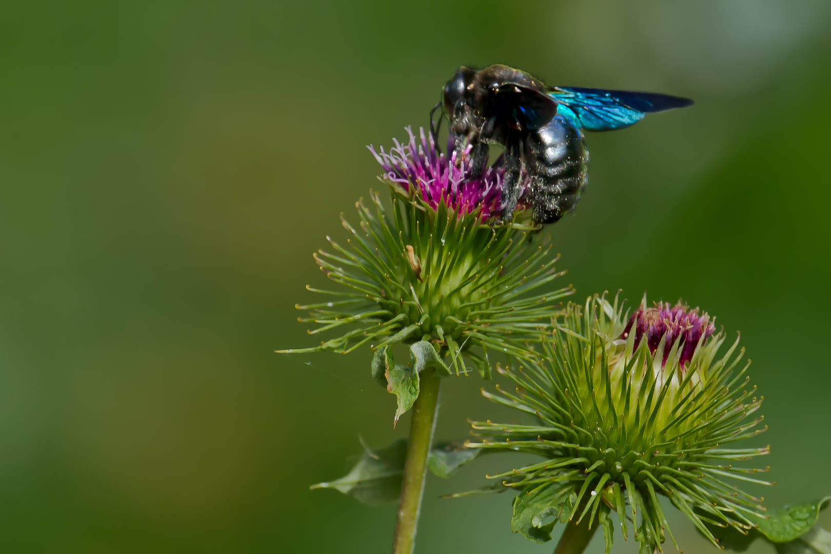 Die blaue Holzbiene