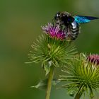 Die blaue Holzbiene