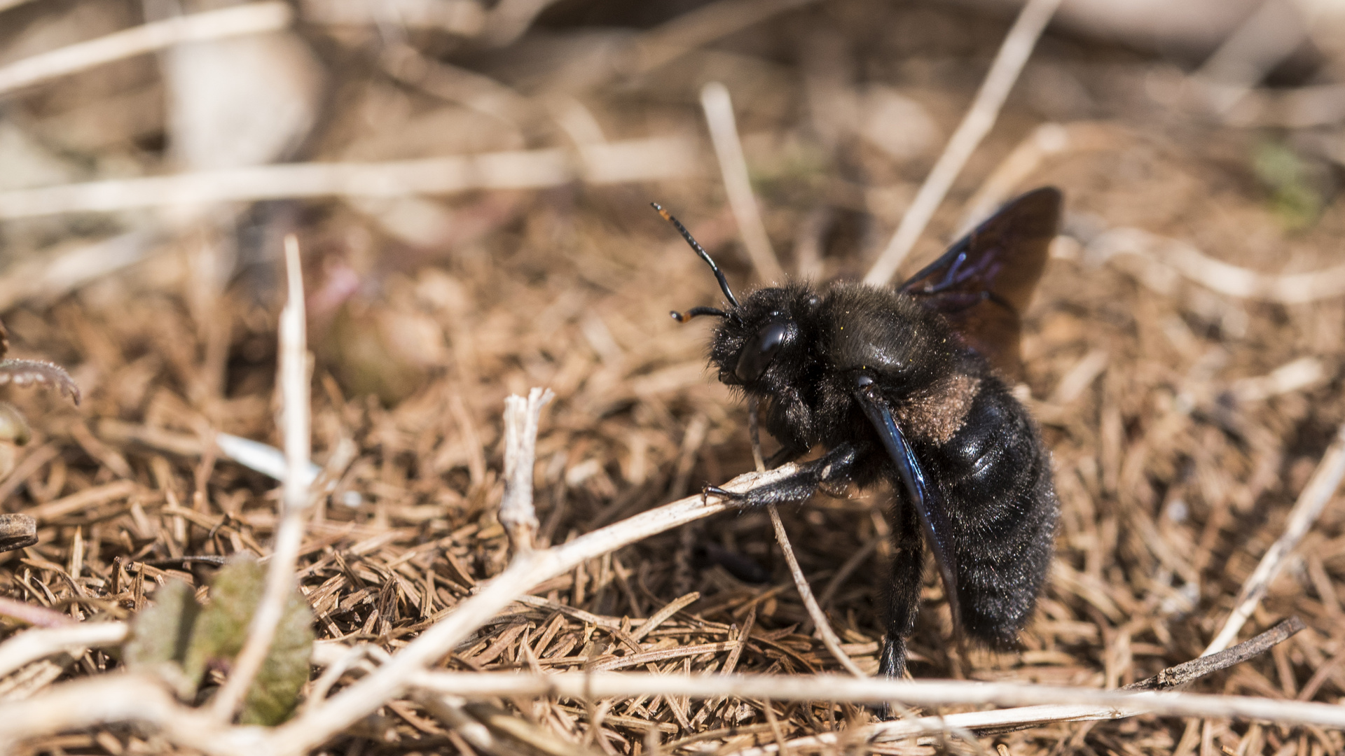 Die Blaue Holzbiene