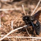 Die Blaue Holzbiene