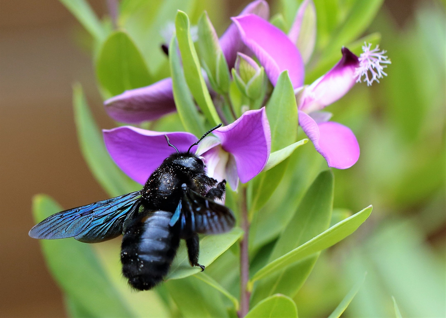 Die blaue Holzbiene