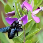 Die blaue Holzbiene