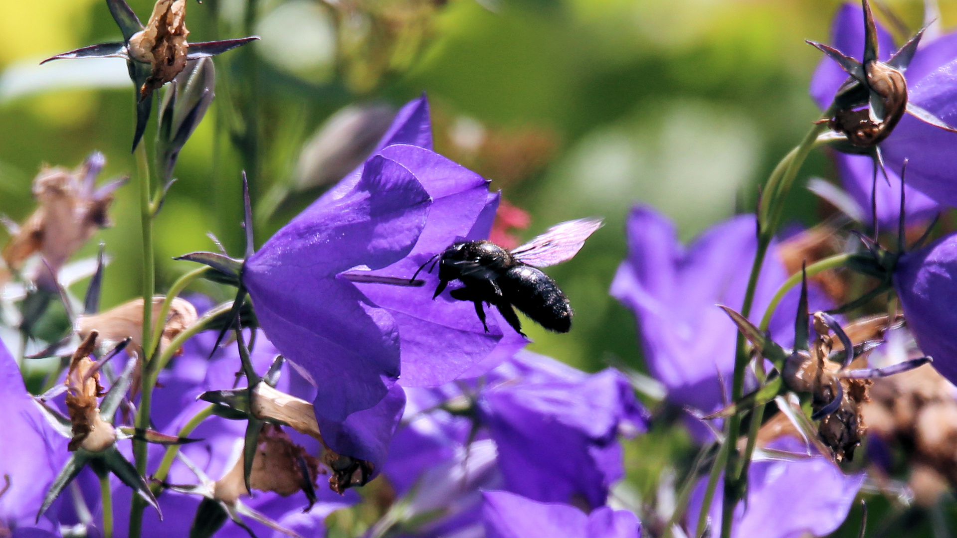 Die blaue Holzbiene..