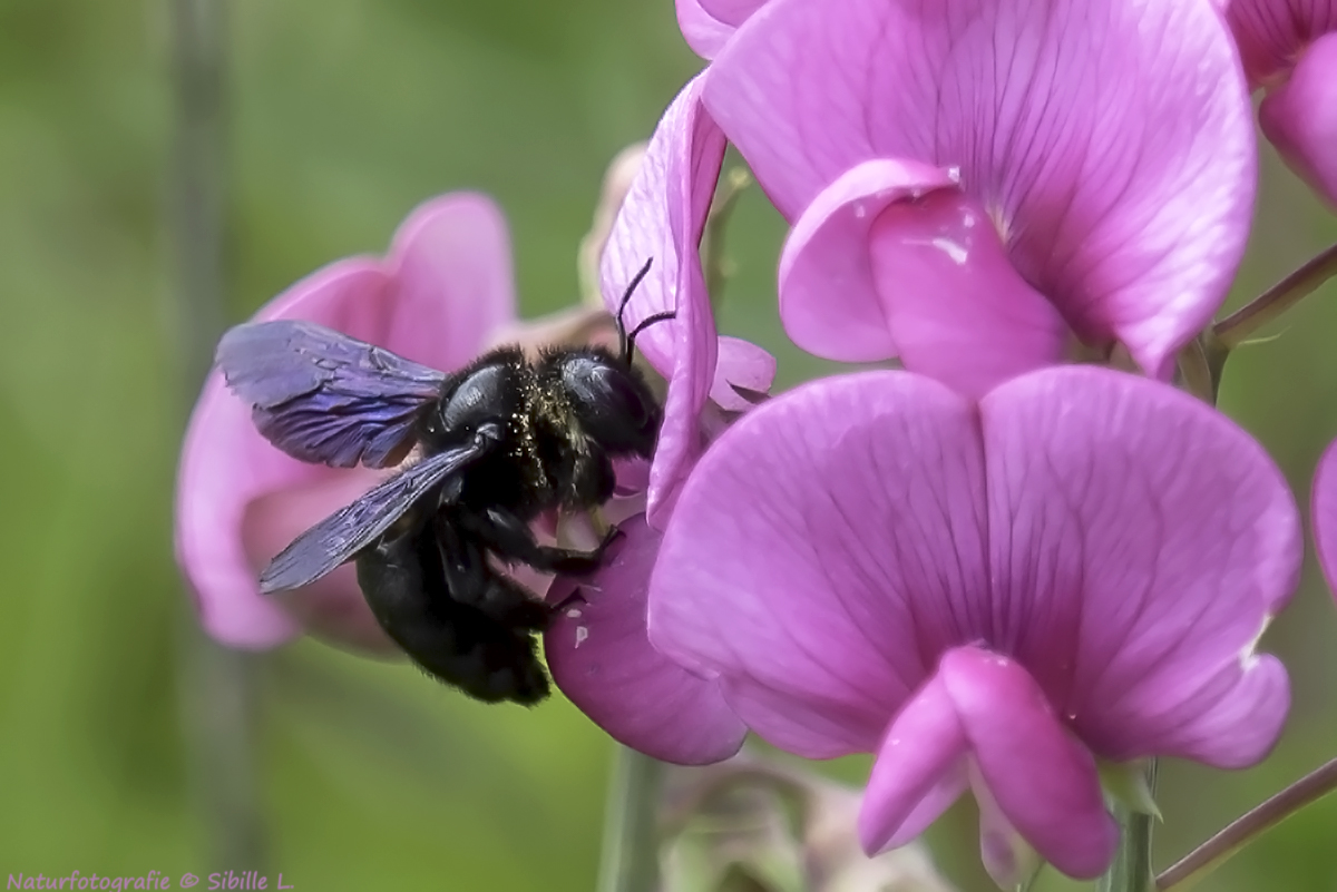 Die Blaue Holzbiene (Xylocopa violacea)