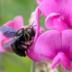 Die Blaue Holzbiene (Xylocopa violacea)