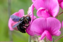 Die Blaue Holzbiene (Xylocopa violacea)