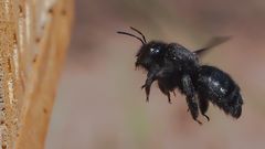 Die Blaue Holzbiene (Xylocopa violacea)