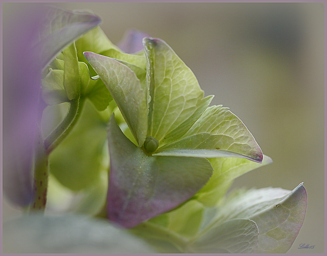 Die Blaue Hortensie ...