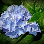 die blaue Hortensie...