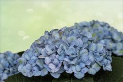 Die blaue Hortensie...