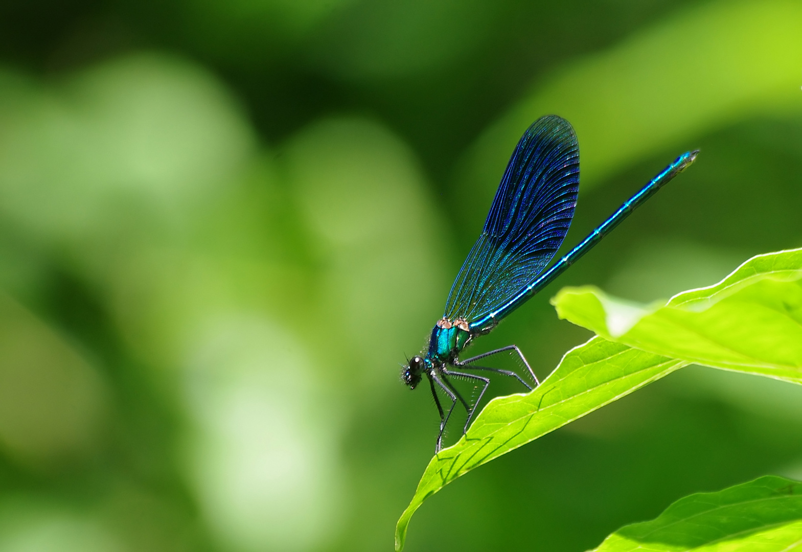 Die Blaue im Grünen