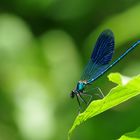 Die Blaue im Grünen