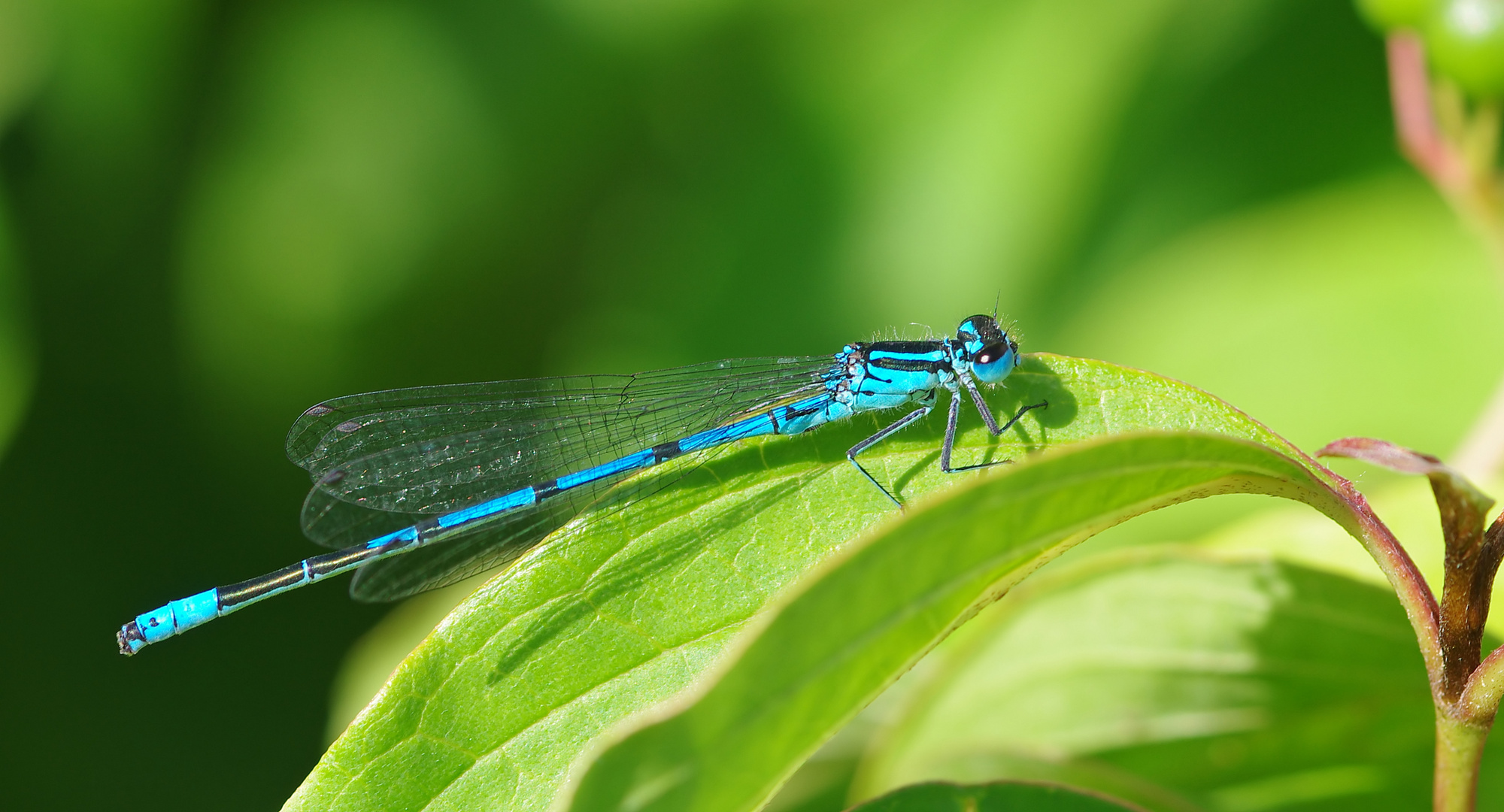 Die Blaue im Grünen