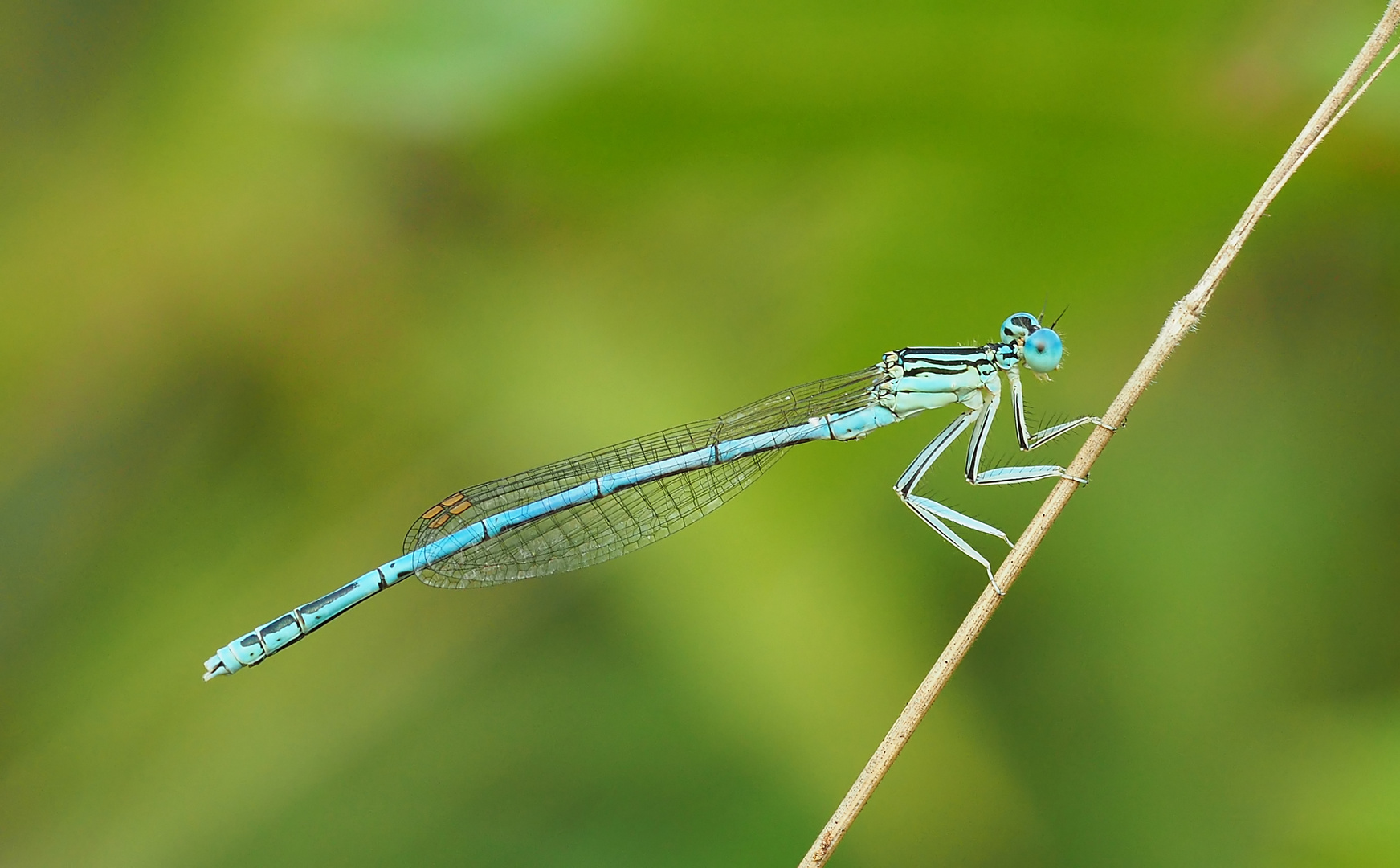 Die Blaue im Grünen - Federlibelle 