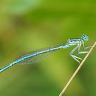 Die Blaue im Grünen - Federlibelle 