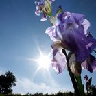 die blaue Iris