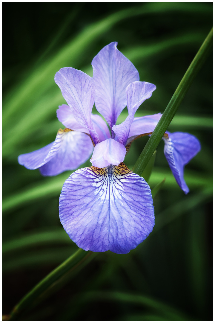 Die blaue Iris