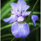 Die blaue Iris