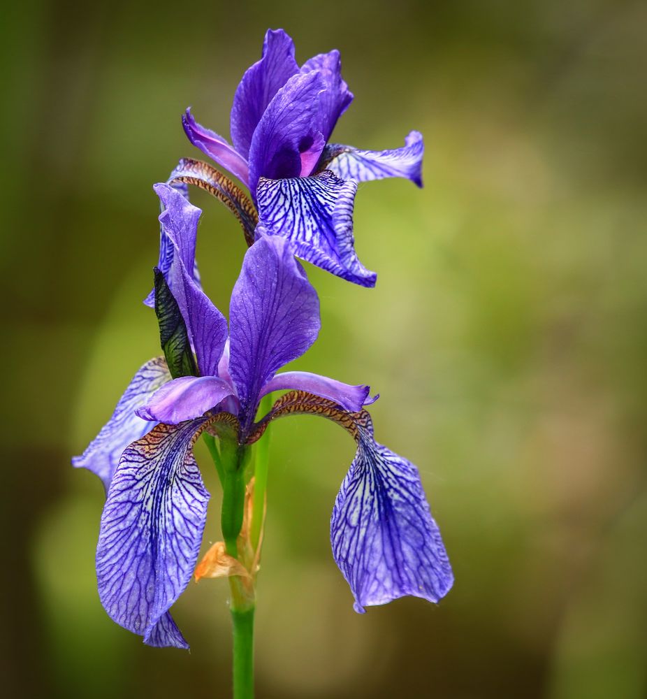 Die blaue Iris Foto & Bild pflanzen, pilze & flechten, blüten