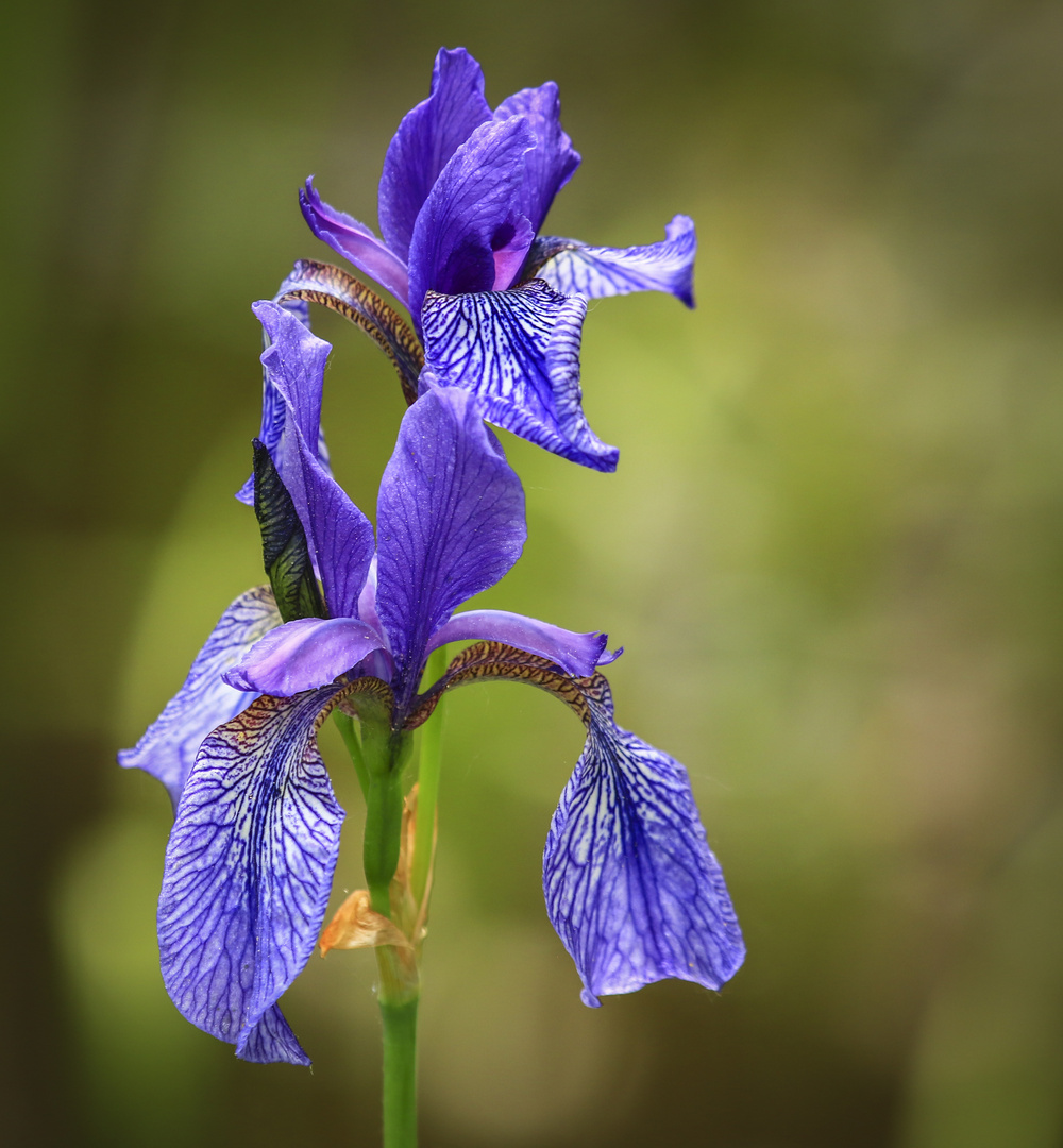 Die blaue Iris Foto & Bild pflanzen, pilze & flechten, blüten