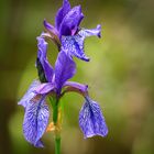 Die blaue Iris