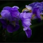 ~Die blaue Iris~