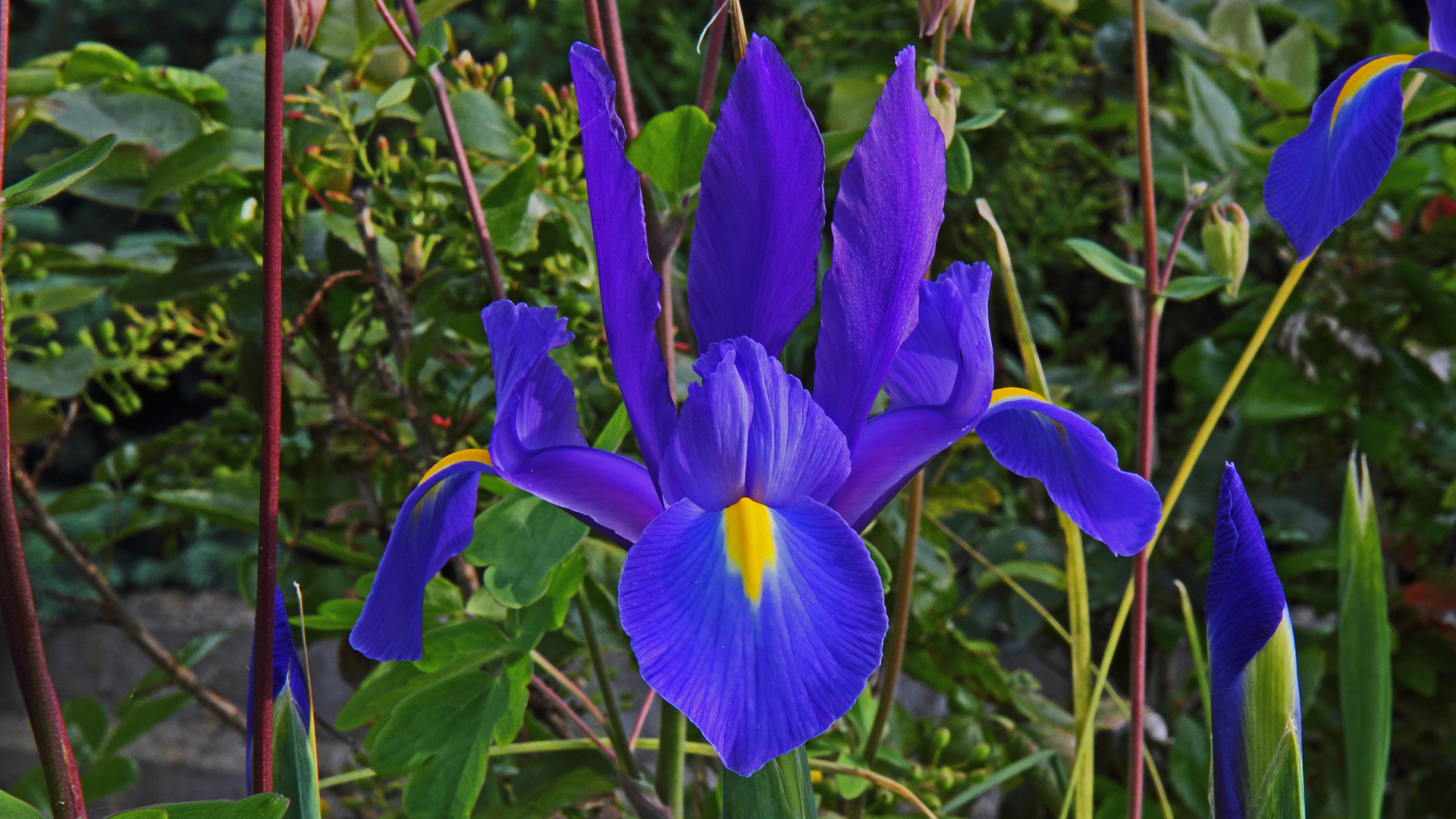 Die blaue Iris begrüßt uns jetzt auch wieder und meint auch das ...