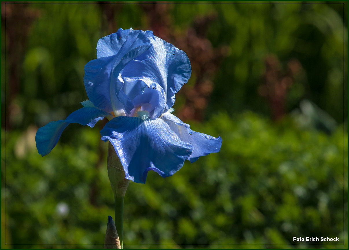 Die blaue Iris in der frühen Morgensonne