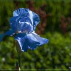 Die blaue Iris in der frühen Morgensonne