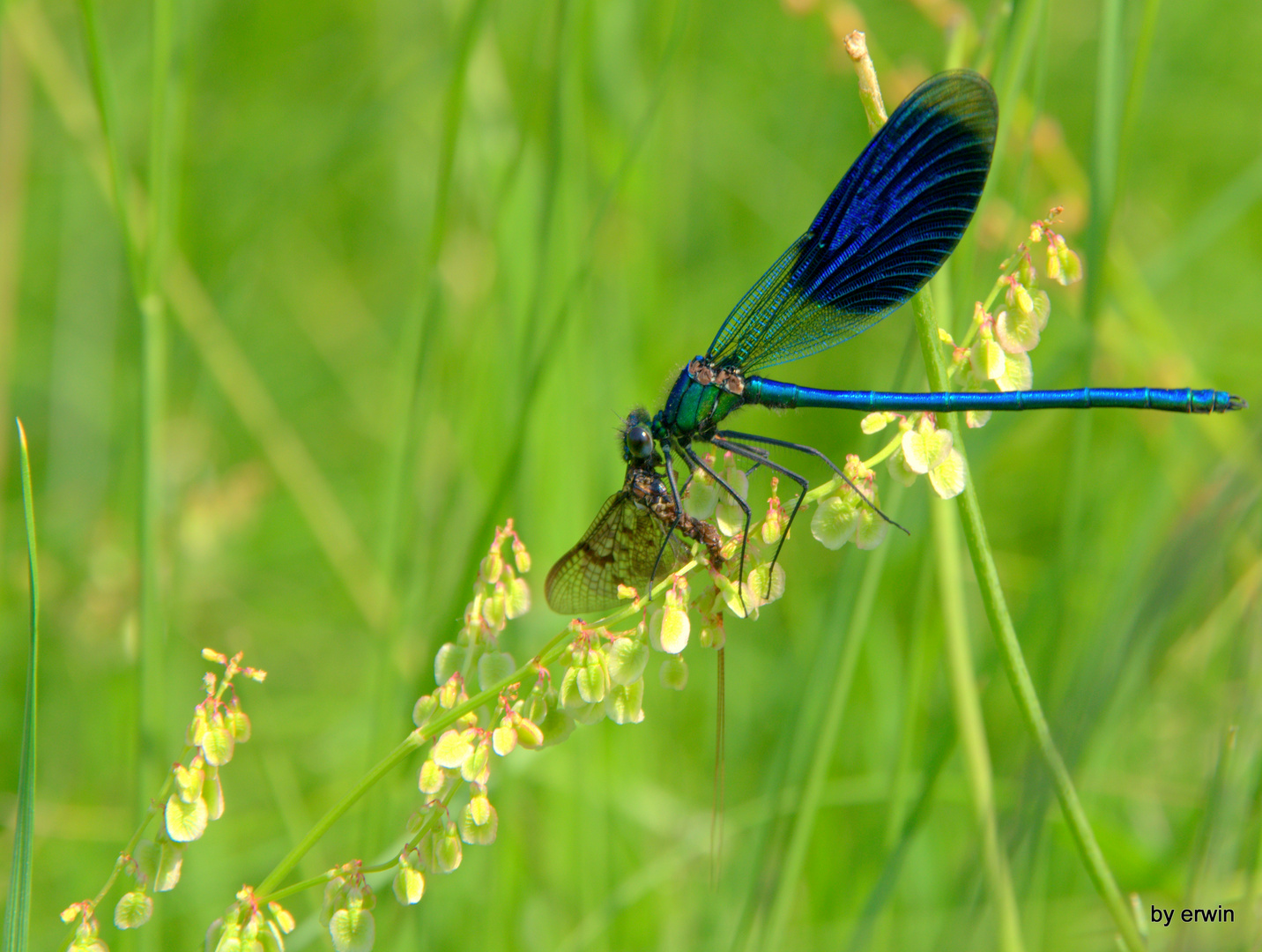 die blaue Jägerin