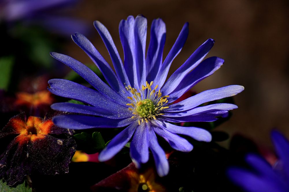 Die blaue Königin von Fleur87 