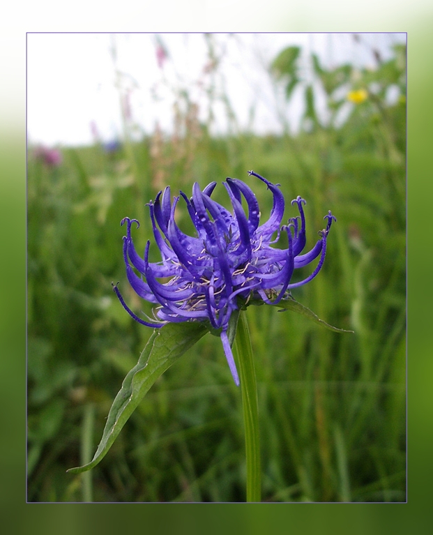 Die blaue Kralle des Teufels