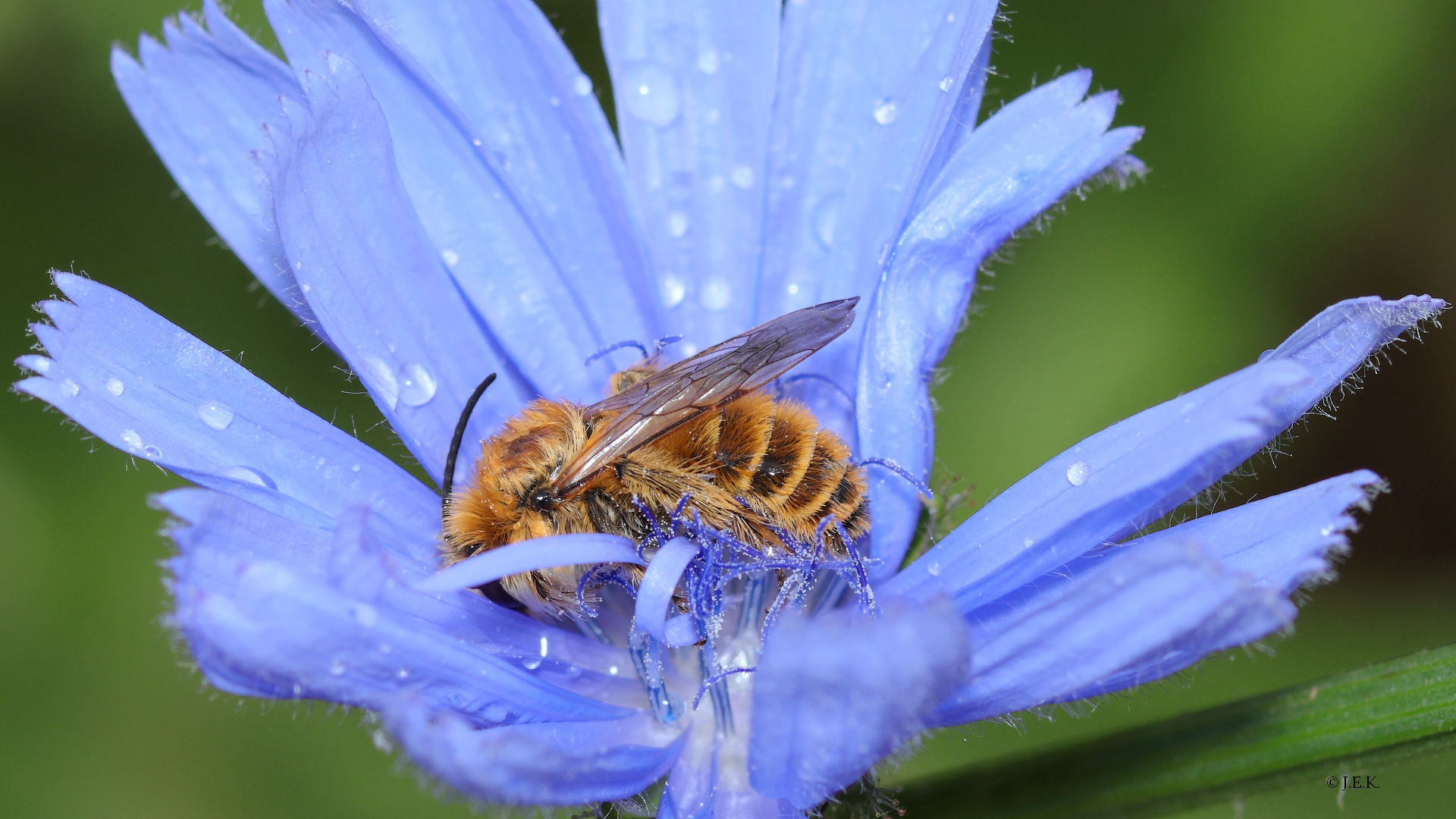 Die blaue Lagune