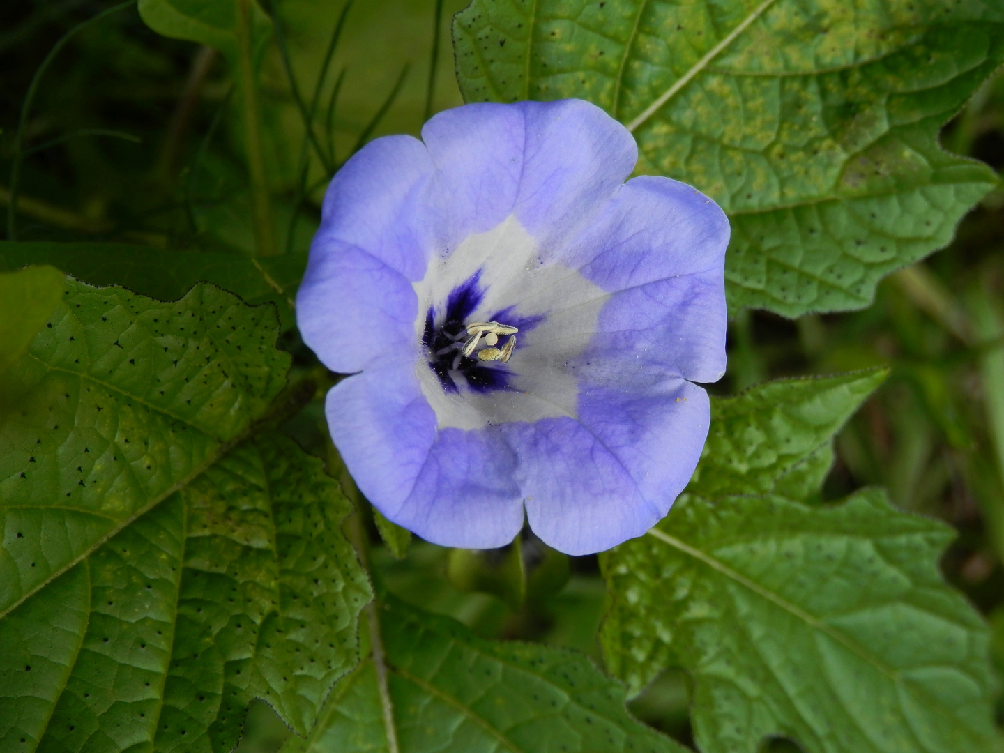 Die Blaue Lampionblume oder Giftbeere blüht immer noch