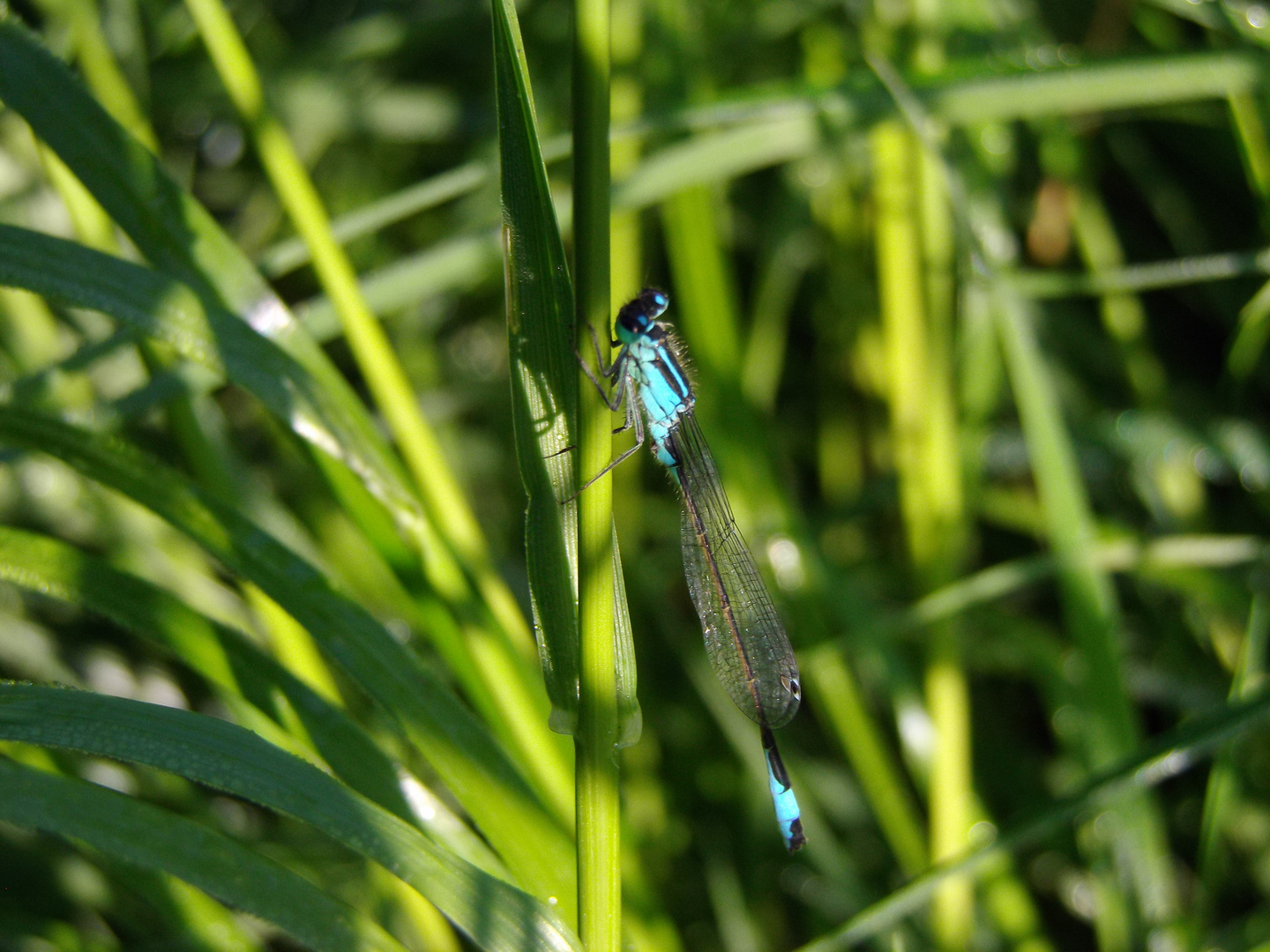 Die blaue libelle