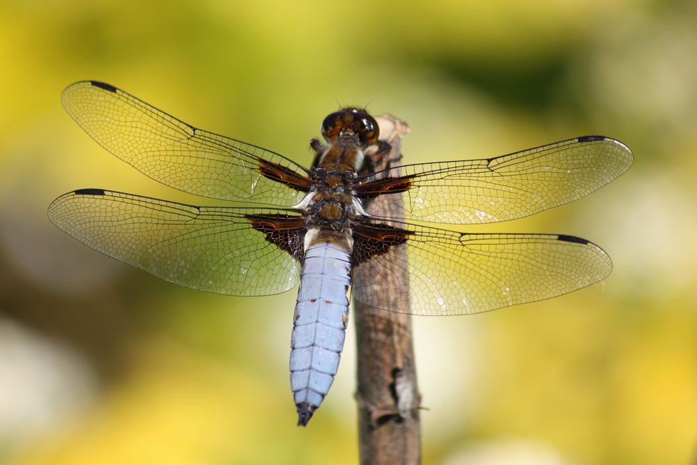 Die blaue Libelle von Goerdy 