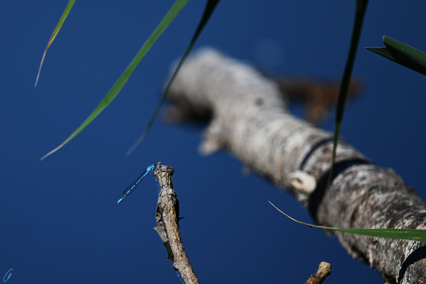 Die blaue Libelle...