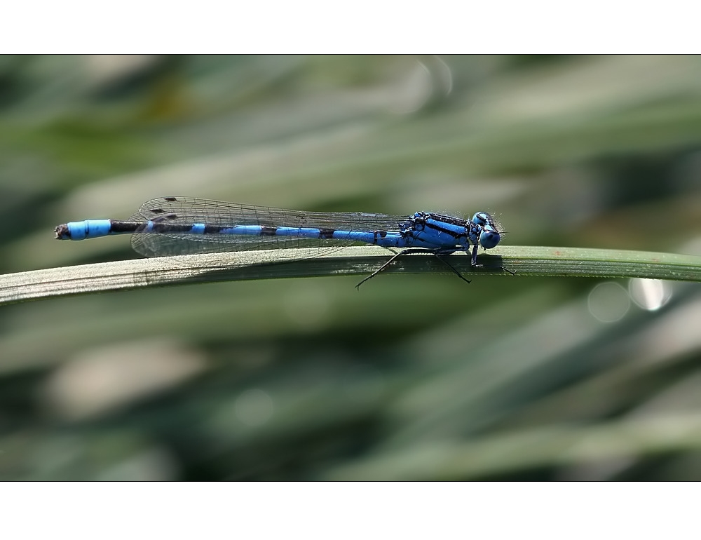 Die blaue Libelle