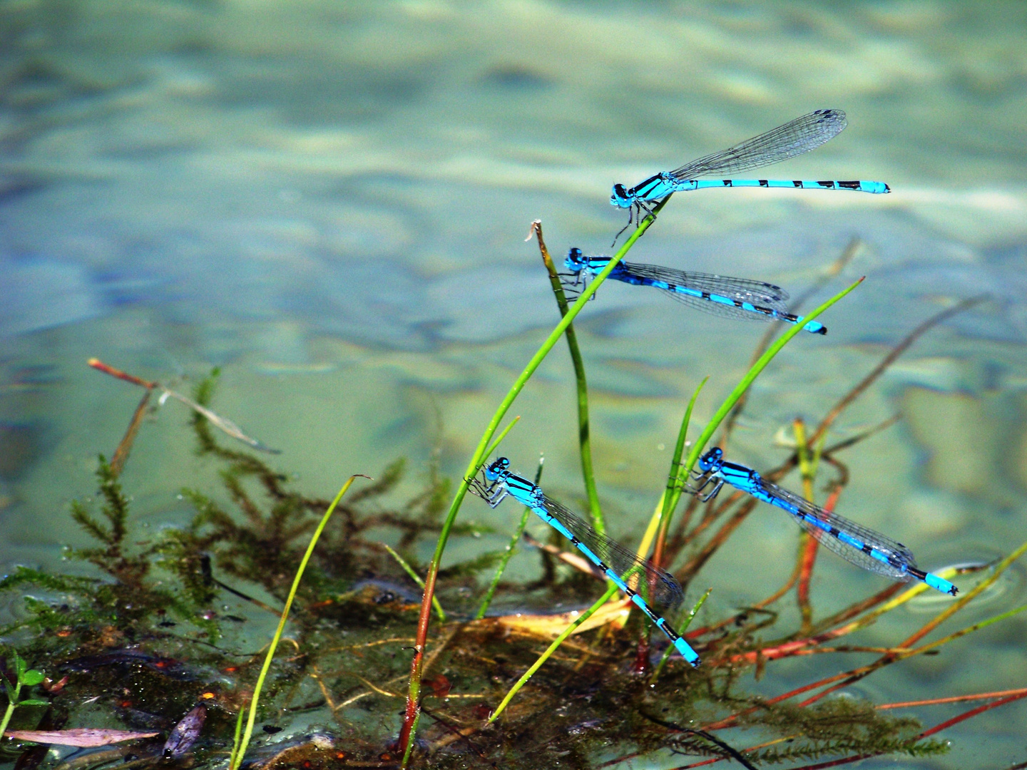 Die blaue Libelle oder blaue Wasserjungfer