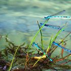Die blaue Libelle oder blaue Wasserjungfer