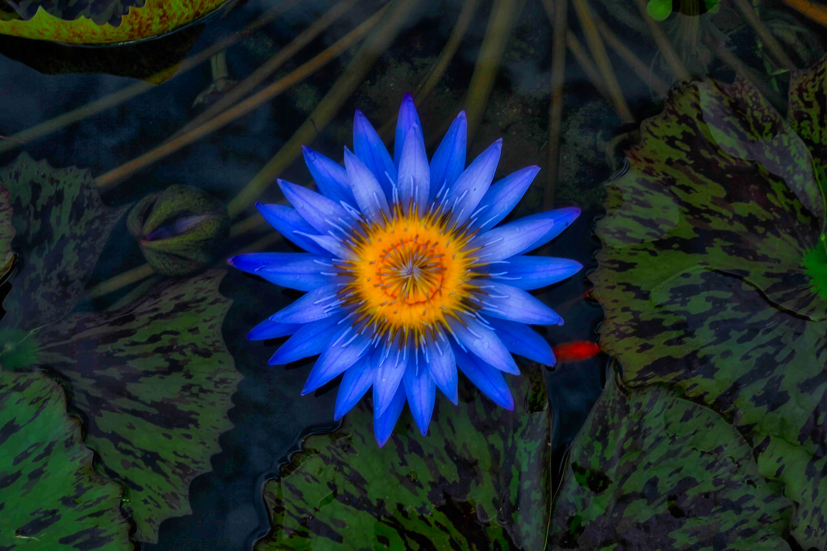 Die Blaue Lotus Blume