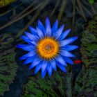 Die Blaue Lotus Blume