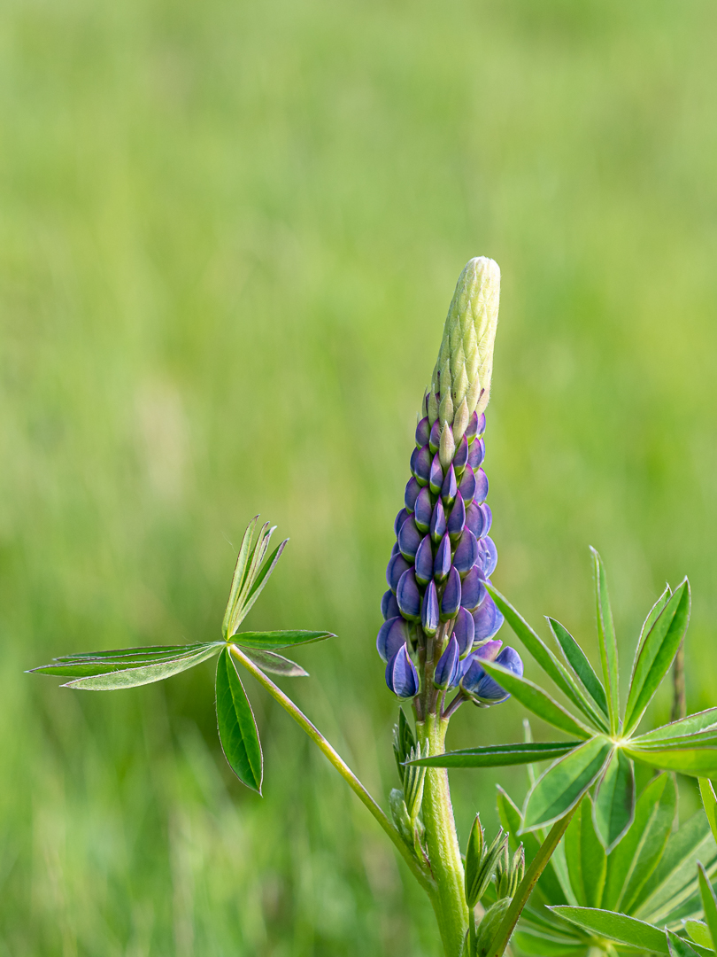 Die Blaue Lupine 