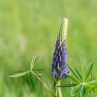 Die Blaue Lupine 