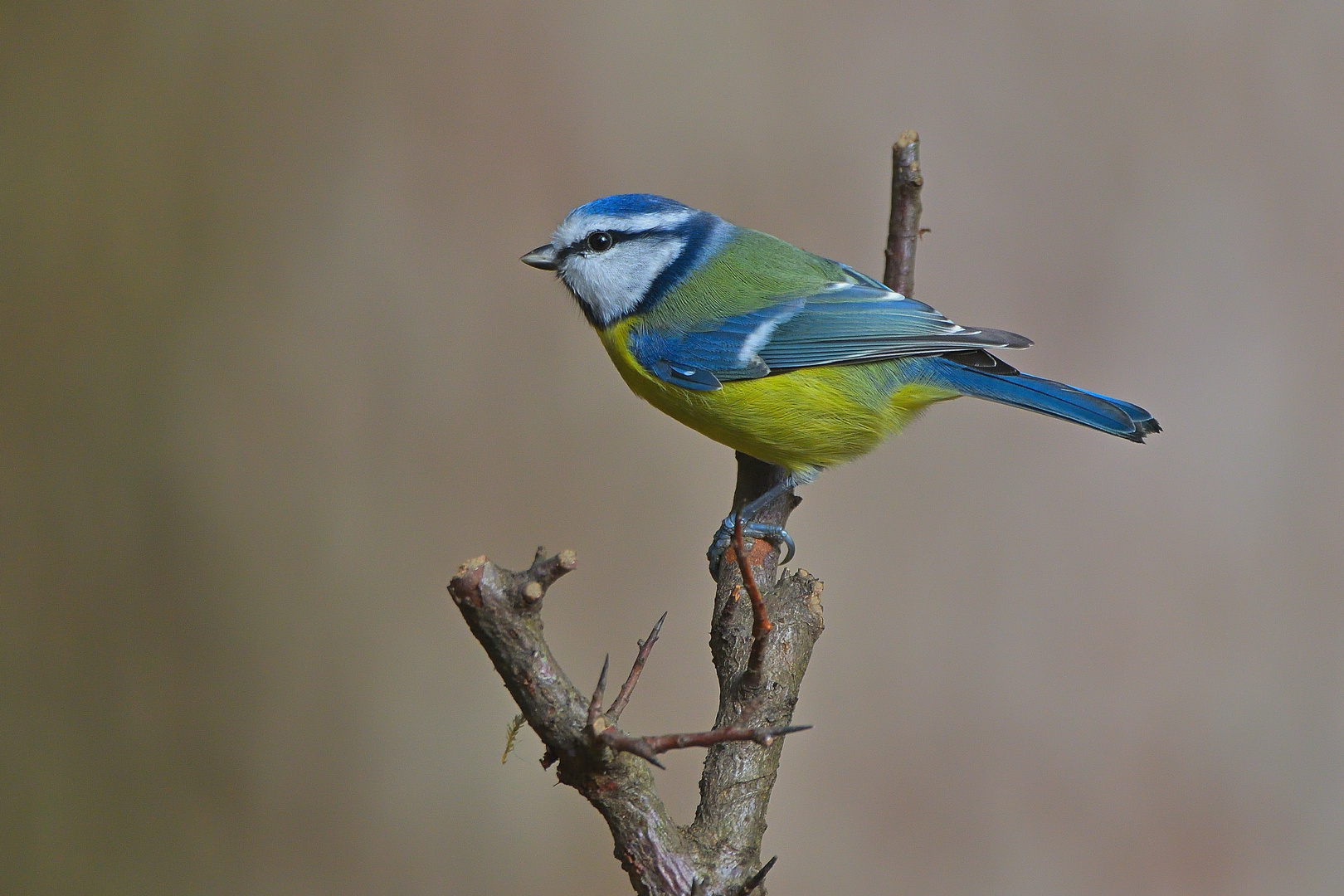 Die blaue Meise